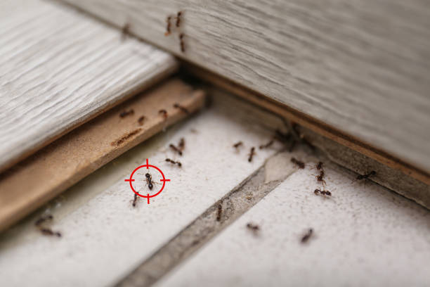 Best Ant Control Services  in Cnelius, OR