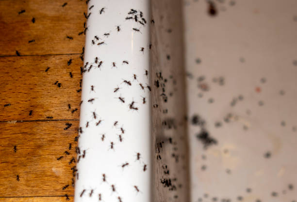 Professional Pest Control in Cornelius, OR